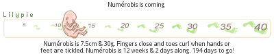 Un exemple de réglette instructive : Numérobis is 7.5cm & 30g. Fingers close and toes curl when hands or feet are tickled. Numérobis is 12 weeks & 2 days along. 192 days to go!